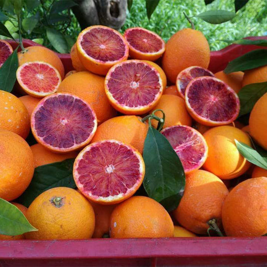 Arance Tarocco Medie (19 kg)