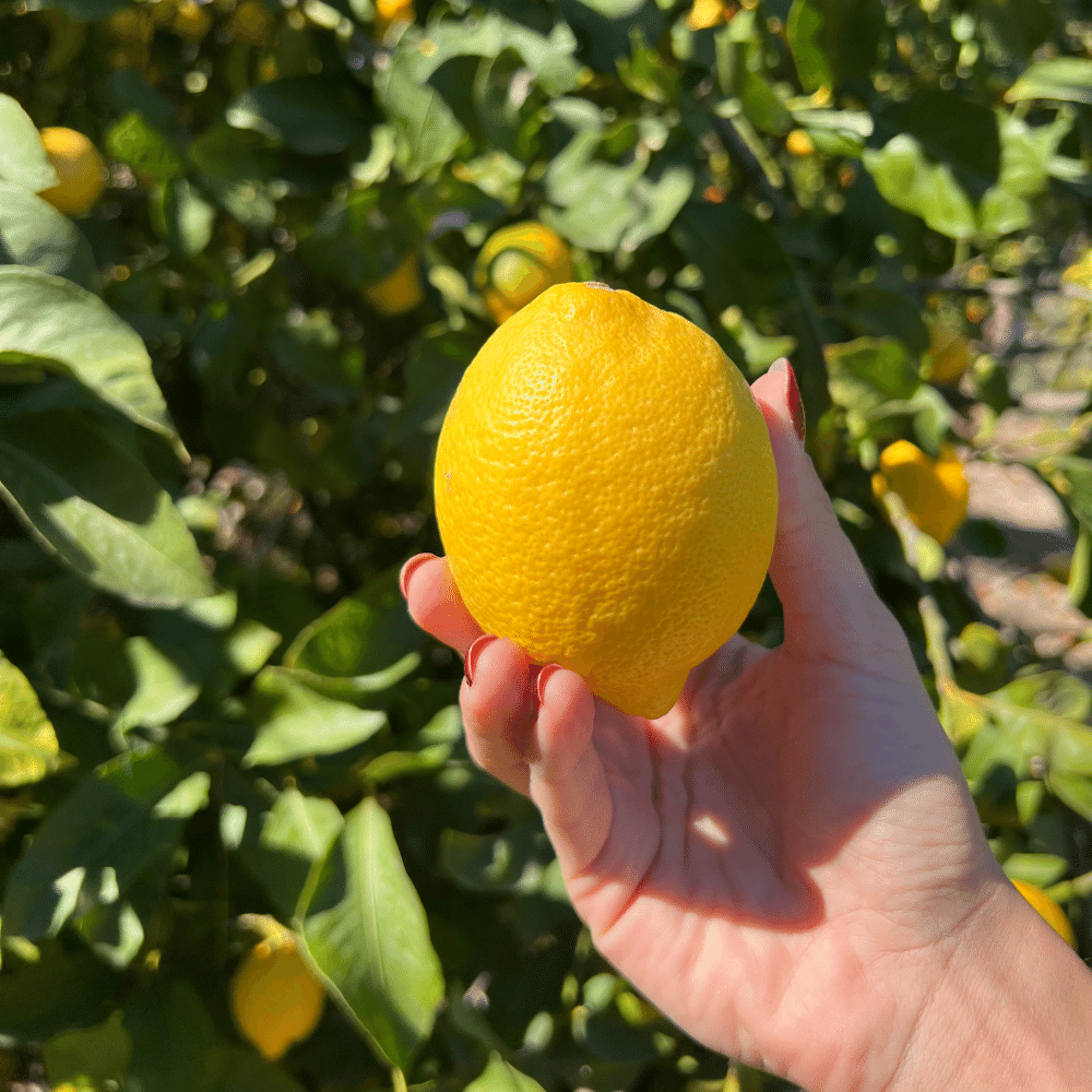Limone Femminello Siracusano Box da  (4,5kg)
