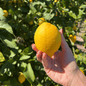 Limone Femminello Siracusano Box da  (4,5kg)